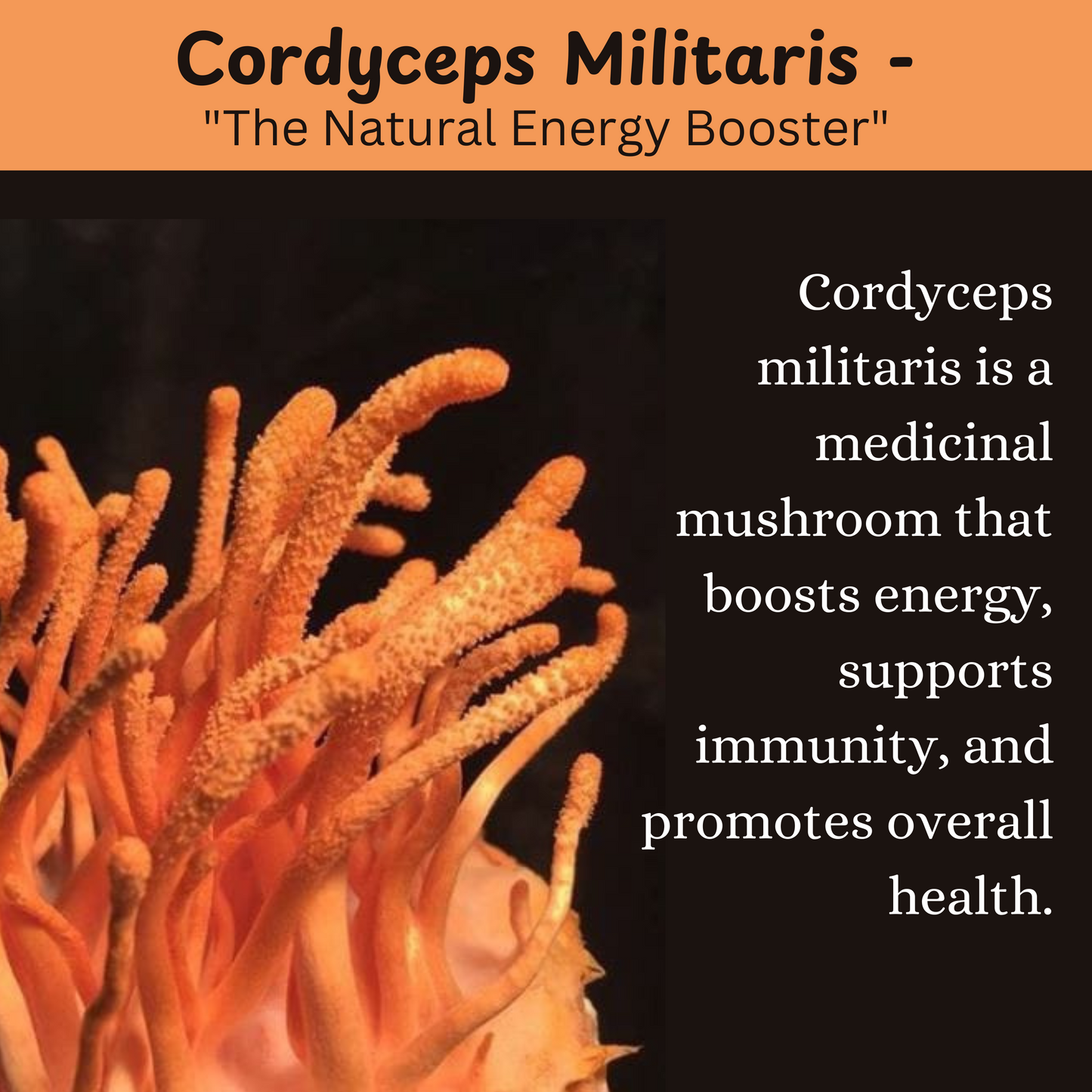 Purta Himalayan Cordiceps Mushroom (Keeda Jadi/ Cordicep Militaris)