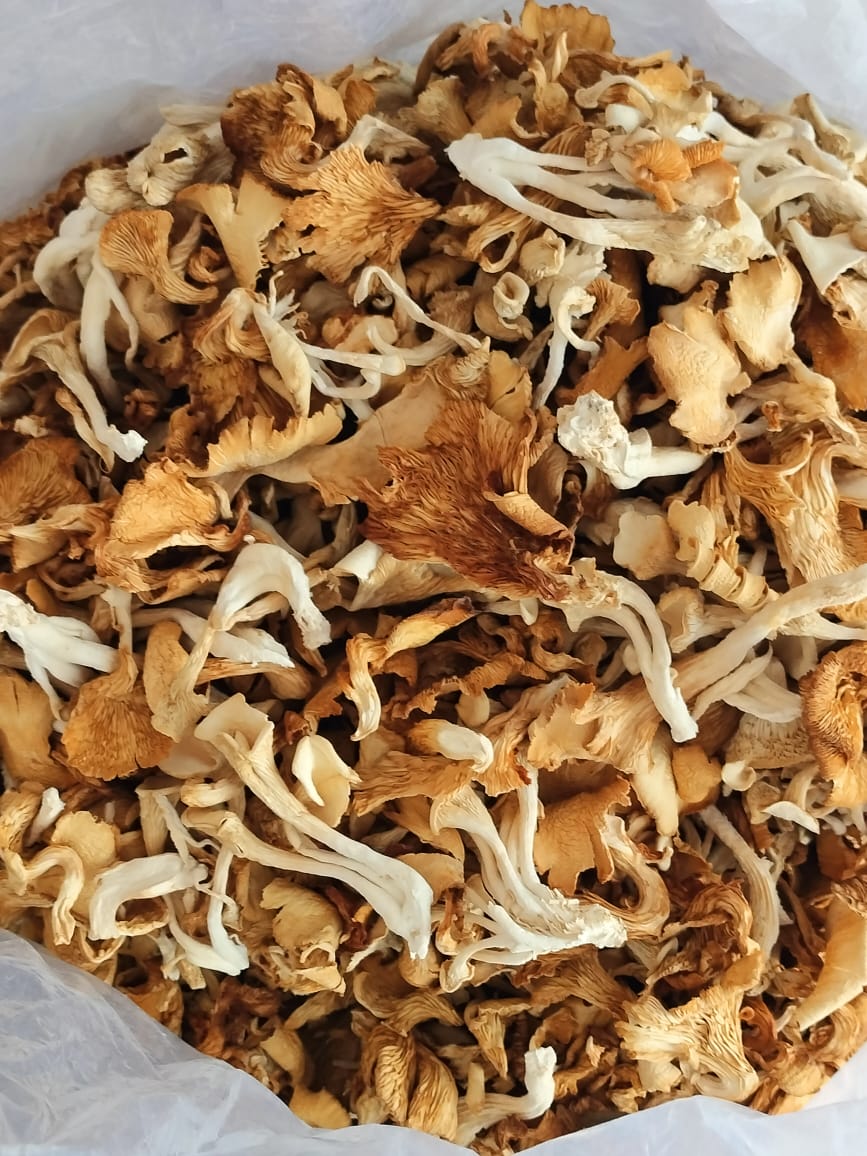 Purta Himalayan Oyster Mushroom